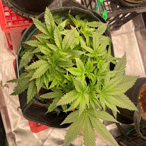 Black Domina  growlog timeline photo