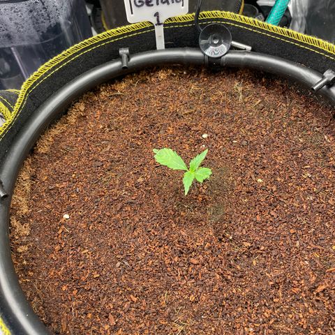 Gelato #1 growlog timeline photo