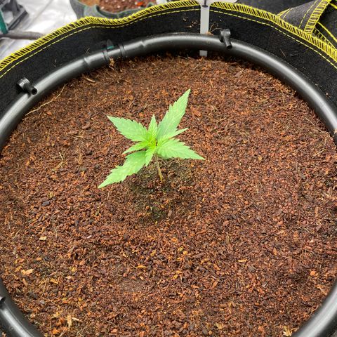  Bruce Banner #1 growlog timeline photo