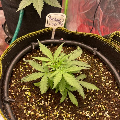 Auto Psychedelic growlog timeline photo