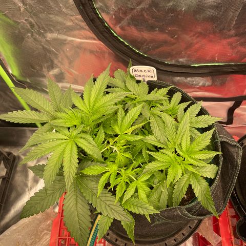 Black Domina  growlog timeline photo