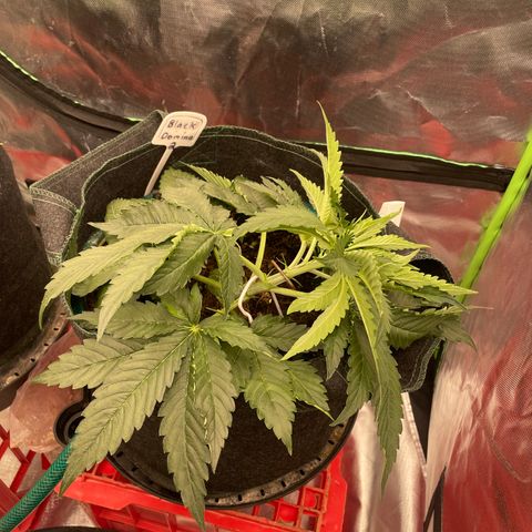 Black Domina  growlog timeline photo