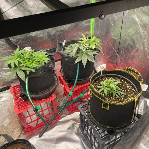 Auto Psychedelic growlog timeline photo
