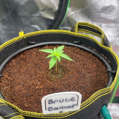  Bruce Banner #1 growlog timeline photo