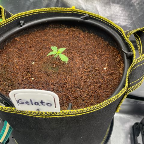 Gelato #1 growlog timeline photo