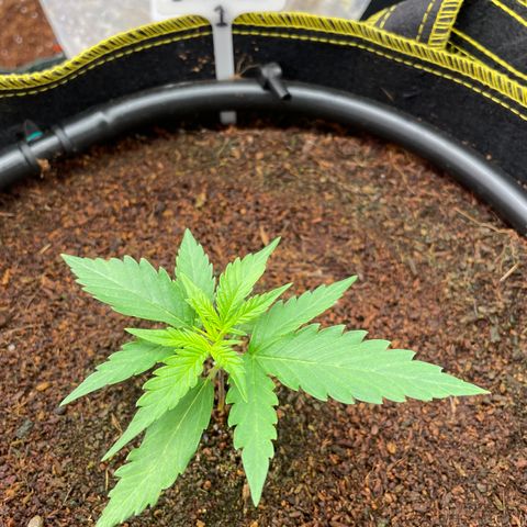  Bruce Banner #1 growlog timeline photo