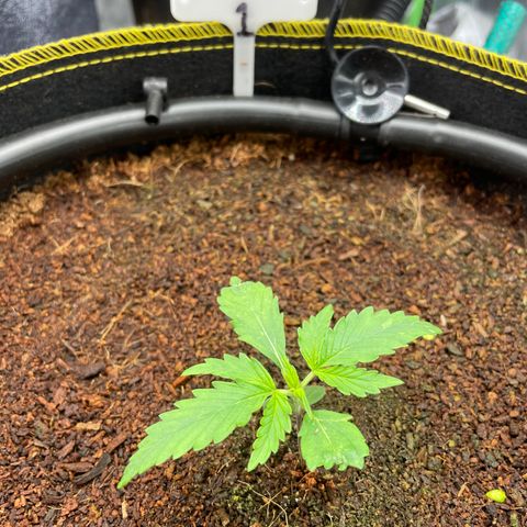 Gelato #1 growlog timeline photo