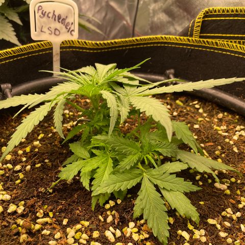 Auto Psychedelic growlog timeline photo