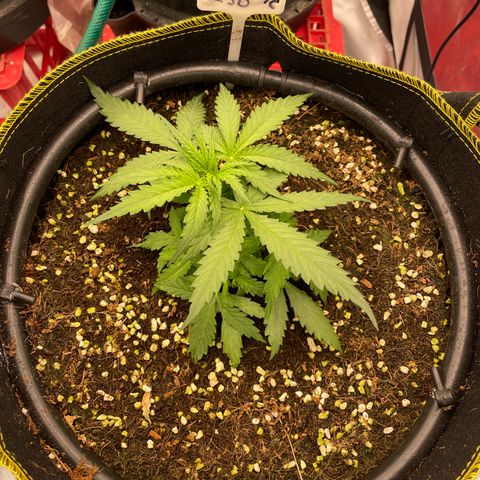 Auto Psychedelic growlog timeline photo