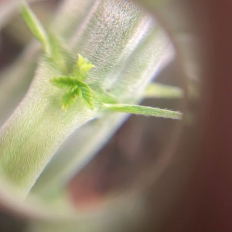 Black Domina  growlog timeline photo