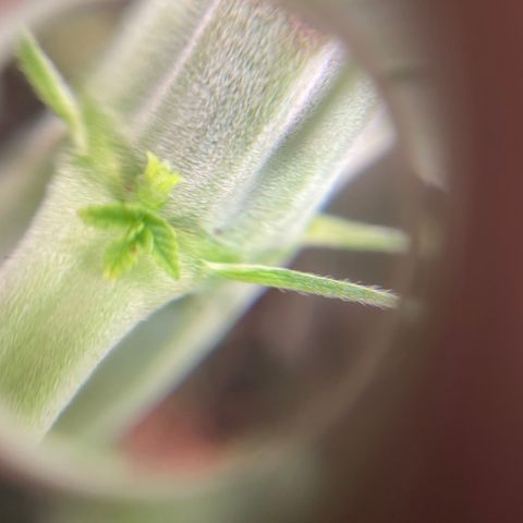 Black Domina  growlog timeline photo
