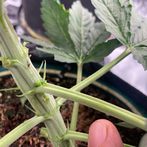 Black Domina  growlog photo:  Suspected male plant