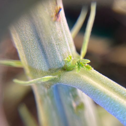 Black Domina  growlog photo:  Suspected male plant