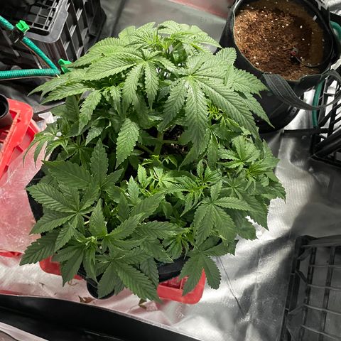 Black Domina  growlog timeline photo