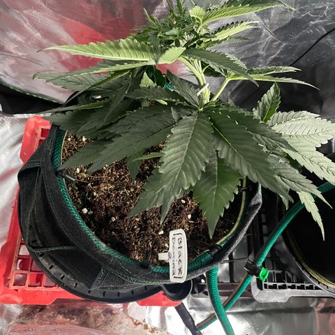 Black Domina  growlog timeline photo