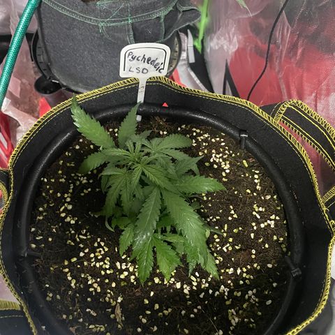 Auto Psychedelic growlog timeline photo