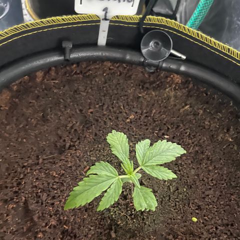 Gelato #1 growlog timeline photo