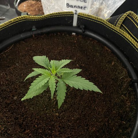  Bruce Banner #1 growlog timeline photo