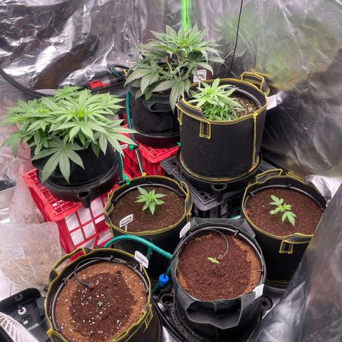 Black Domina  growlog timeline photo