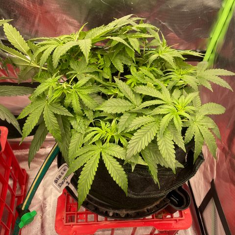 Black Domina  growlog timeline photo