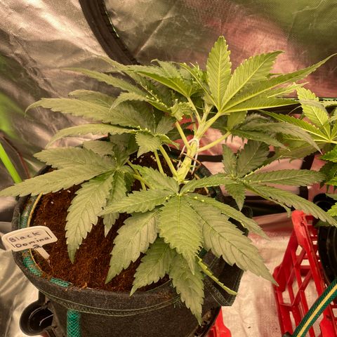 Black Domina  growlog timeline photo