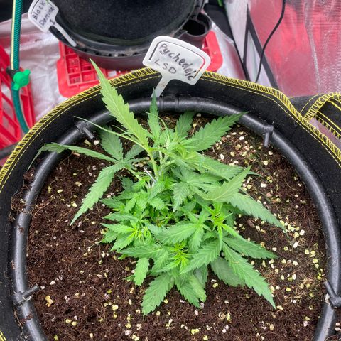 Auto Psychedelic growlog timeline photo