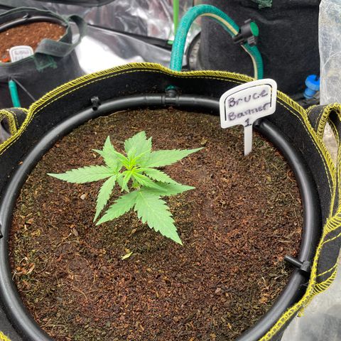  Bruce Banner #1 growlog timeline photo