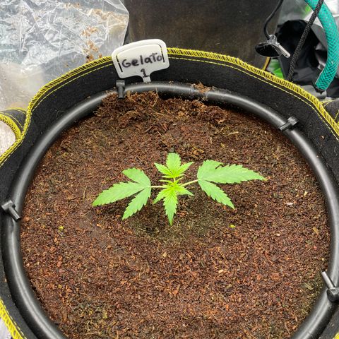 Gelato #1 growlog timeline photo