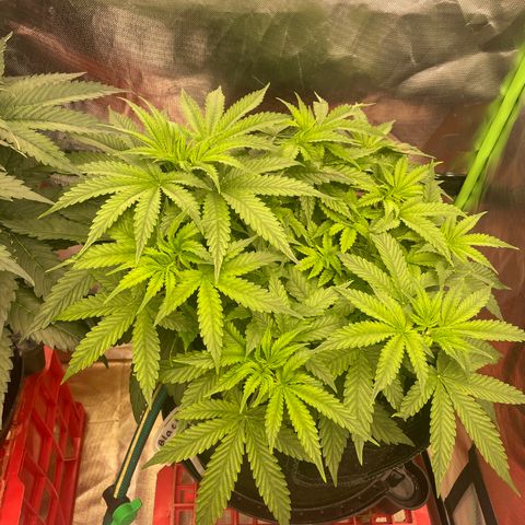 Black Domina  growlog timeline photo