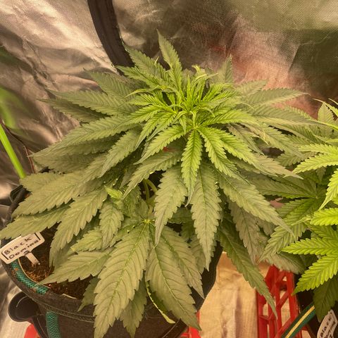 Black Domina  growlog timeline photo