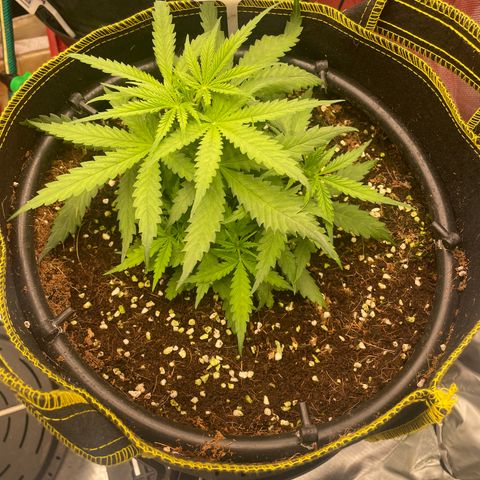 Auto Psychedelic growlog timeline photo