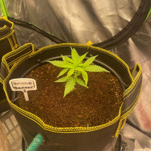  Bruce Banner #1 growlog timeline photo