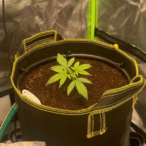 Gelato #1 growlog timeline photo