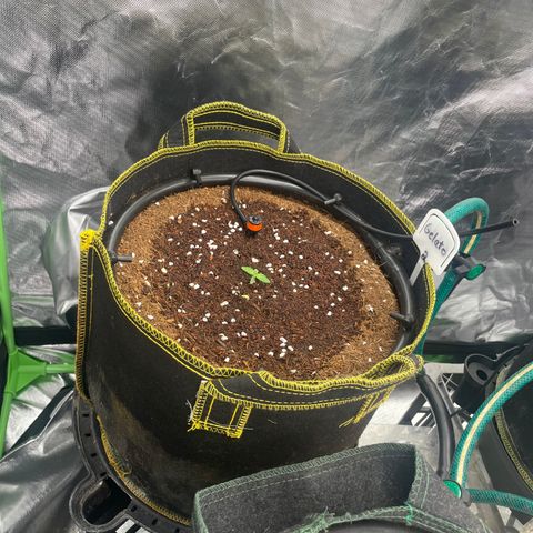 Gelato #2 growlog timeline photo