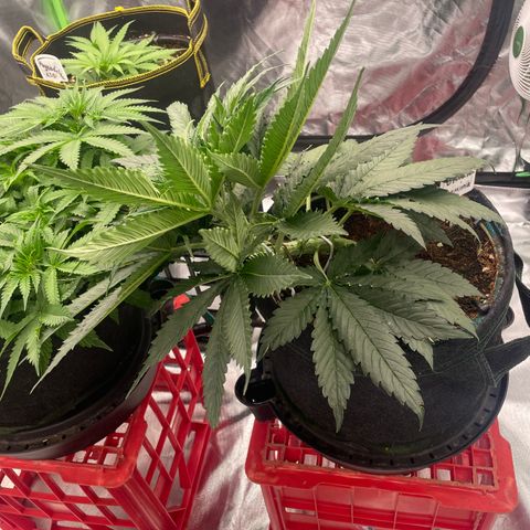 Black Domina  growlog timeline photo