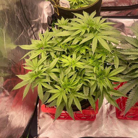 Black Domina  growlog timeline photo