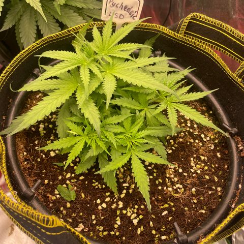 Auto Psychedelic growlog timeline photo