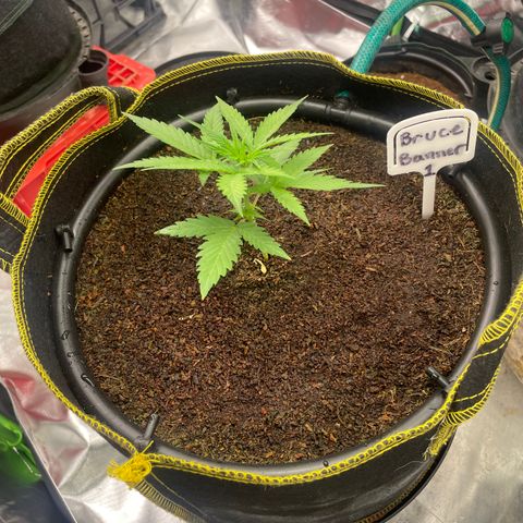  Bruce Banner #1 growlog timeline photo