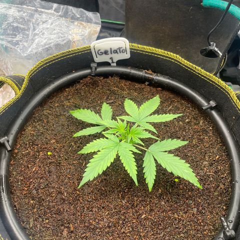 Gelato #1 growlog timeline photo