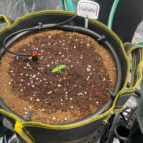 Gelato #2 growlog timeline photo