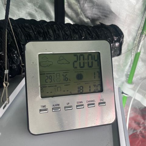 Black Domina  growlog timeline photo