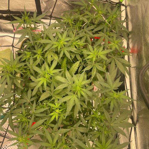 Black Domina  growlog timeline photo