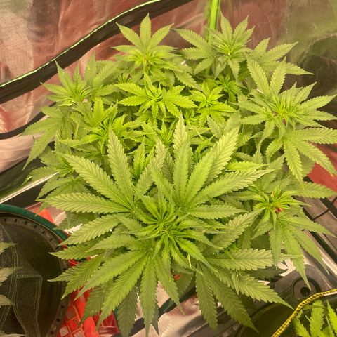 Black Domina  growlog timeline photo
