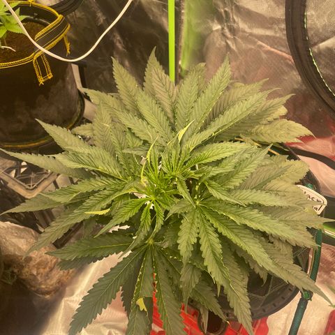 Black Domina  growlog timeline photo