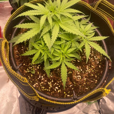 Auto Psychedelic growlog timeline photo