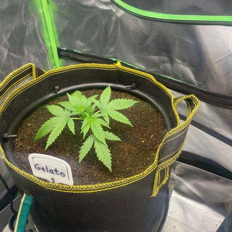 Gelato #1 growlog timeline photo