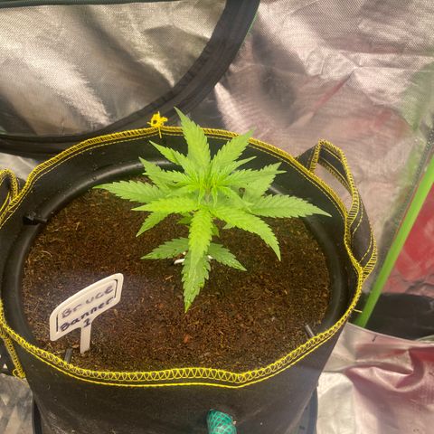  Bruce Banner #1 growlog timeline photo