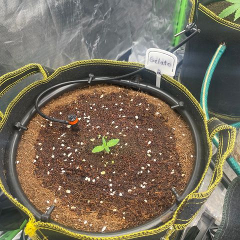 Gelato #2 growlog timeline photo