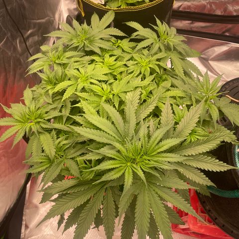 Black Domina  growlog timeline photo