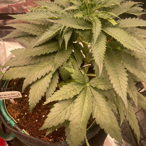 Black Domina  growlog timeline photo